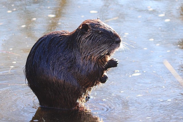 Free download nutria beaver rat rodent coypu free picture to be edited with GIMP free online image editor