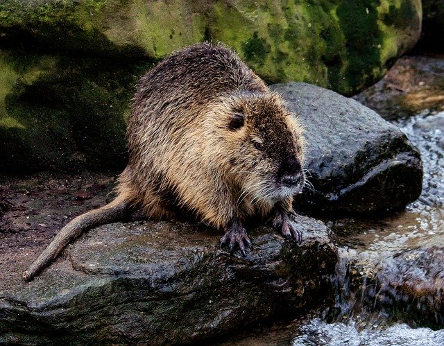 Free download Nutria Mammal Animal -  free photo or picture to be edited with GIMP online image editor