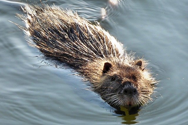 Free download Nutria Rat Water -  free photo or picture to be edited with GIMP online image editor