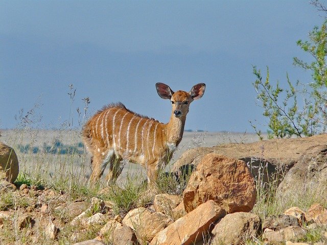 Free download Nyala Antelope Female -  free photo or picture to be edited with GIMP online image editor