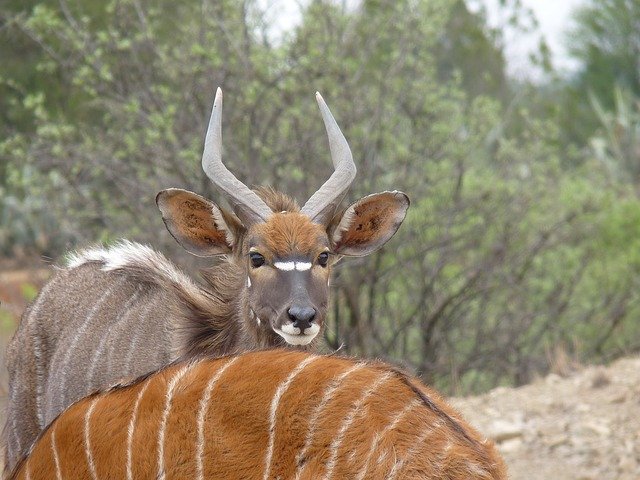 Free download Nyala Antelope Males -  free photo or picture to be edited with GIMP online image editor