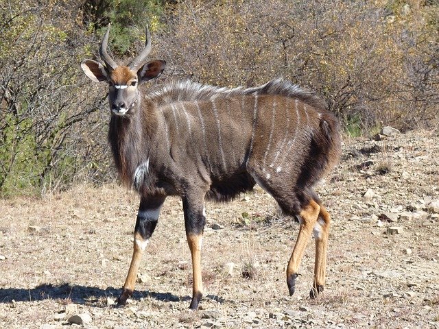 Free download Nyala Antelope Nature Animal -  free photo or picture to be edited with GIMP online image editor