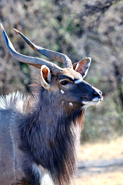 Free download Nyala Bull Males -  free photo or picture to be edited with GIMP online image editor