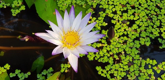 Free download Nymphaea Alba Nature Plant -  free photo or picture to be edited with GIMP online image editor