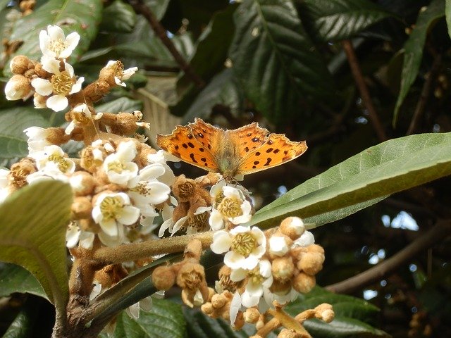 Free download Nymphalidae Kitateha Butterfly -  free illustration to be edited with GIMP free online image editor