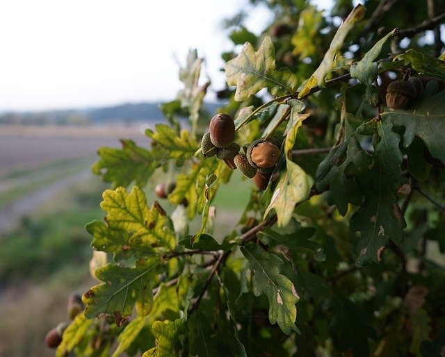 Free download Oak Acorns Forest -  free photo or picture to be edited with GIMP online image editor