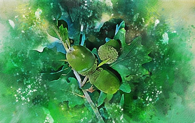 Free download Oak Acorns Tree -  free illustration to be edited with GIMP free online image editor