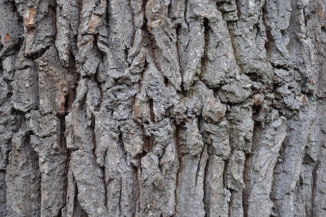 Free download Oak Bark Tribe -  free photo or picture to be edited with GIMP online image editor