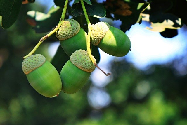 Téléchargement gratuit Oak Green Tree - photo ou image gratuite à éditer avec l'éditeur d'images en ligne GIMP