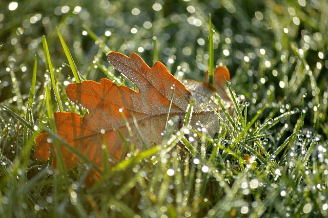 Free download oak leaf lawn fall grass raindrop free picture to be edited with GIMP free online image editor