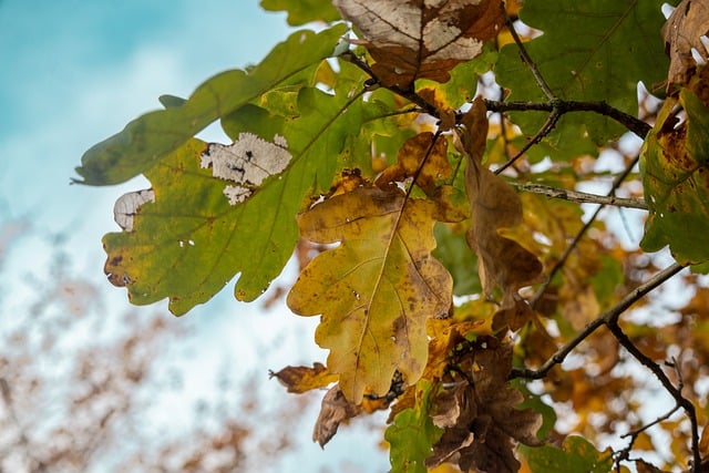 Free download oak leaves foliage autumn colours free picture to be edited with GIMP free online image editor