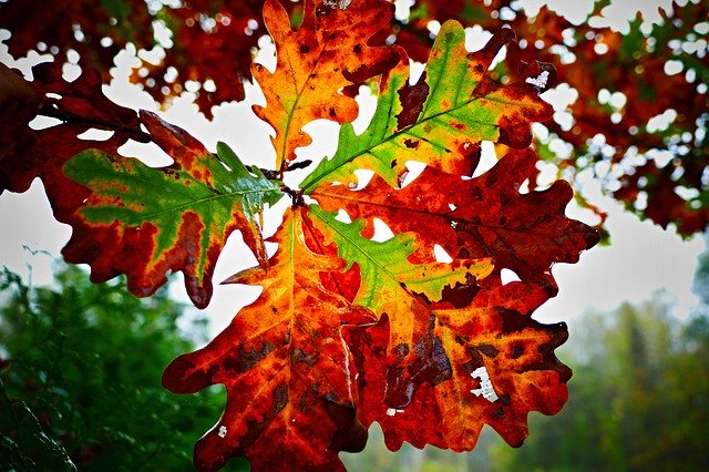 Free download Oak Letter Autumn -  free photo or picture to be edited with GIMP online image editor