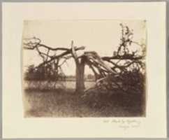 Free download Oak Struck by Lightning, Badger, 1856. free photo or picture to be edited with GIMP online image editor