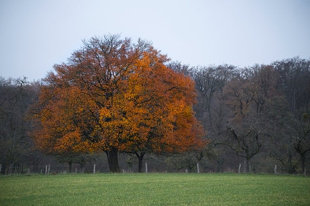 Free download oak tree oak tree old fall free picture to be edited with GIMP free online image editor