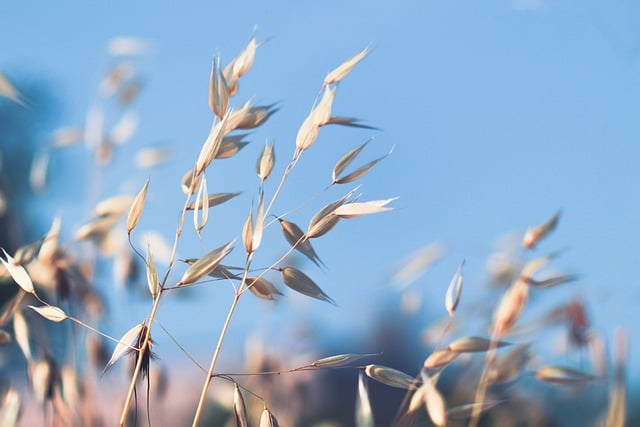 Free download oat oat field spike field rustical free picture to be edited with GIMP free online image editor