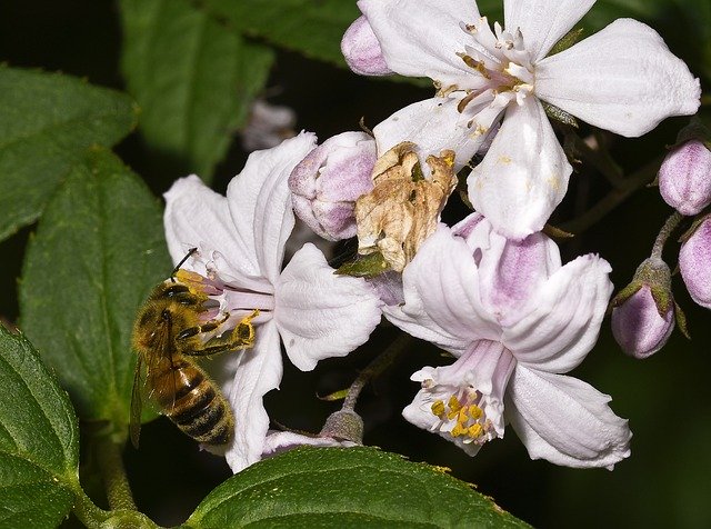 Free download Of Deutzia Flower Nature Bee -  free photo or picture to be edited with GIMP online image editor