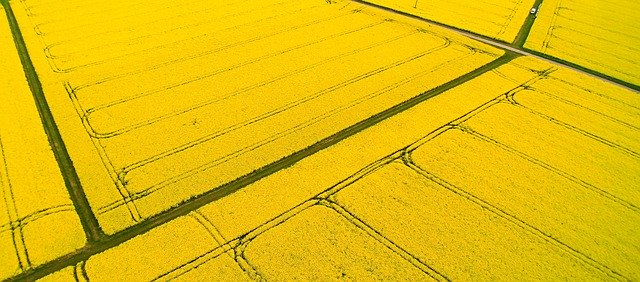 Free download Oilseed Rape Aerial View -  free photo or picture to be edited with GIMP online image editor