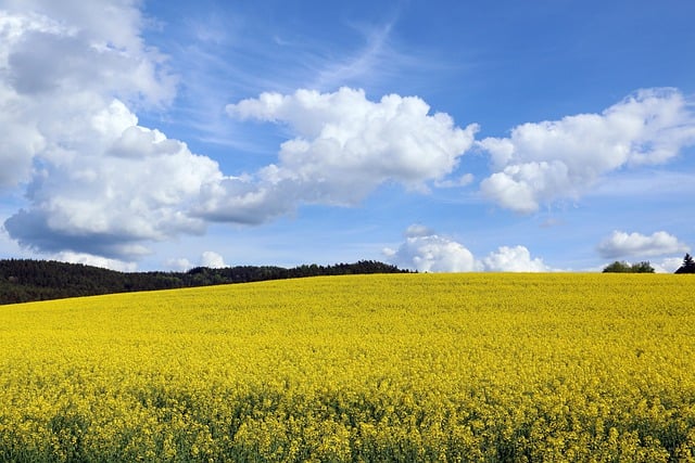 Free download oilseed rape field of rapeseeds hill free picture to be edited with GIMP free online image editor