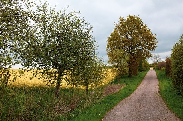 Free download Oilseed Rape Lane Apple Trees -  free photo or picture to be edited with GIMP online image editor