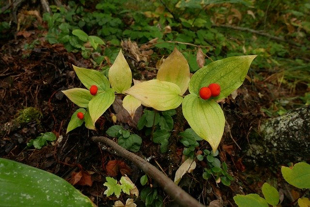 Free download Okanagan Boreal Understory -  free photo or picture to be edited with GIMP online image editor