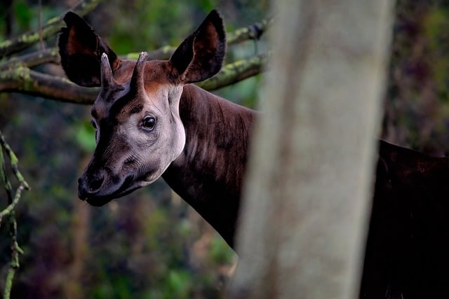 Free download okapi forest giraffe free picture to be edited with GIMP free online image editor