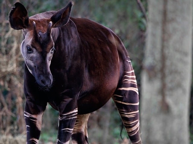 Free download okapi forest giraffe animal mammal free picture to be edited with GIMP free online image editor