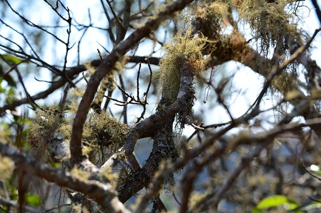 Free download Old ManS Beard Usnea Botany -  free photo or picture to be edited with GIMP online image editor