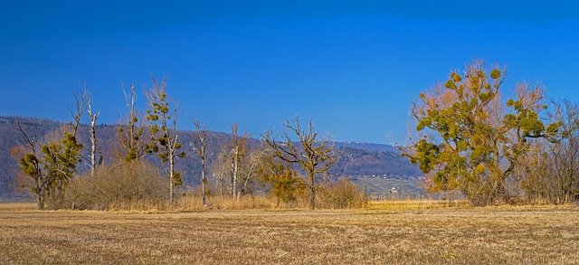 Free download old trees mistletoe landscape free picture to be edited with GIMP free online image editor