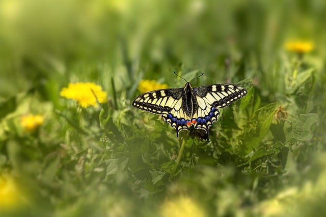 Free download old world swallowtail free picture to be edited with GIMP free online image editor