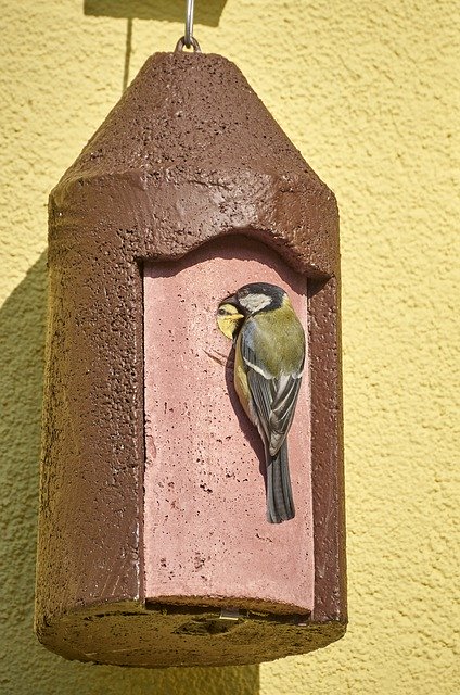 Téléchargement gratuit Old Young Bird Blue - photo ou image gratuite à éditer avec l'éditeur d'images en ligne GIMP