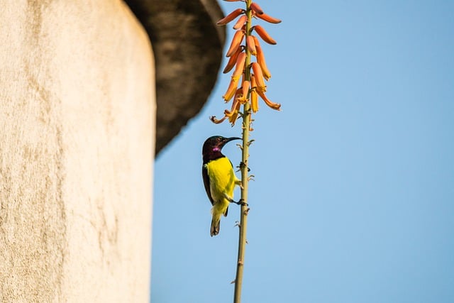 Free download olive backed sunbird bird wildlife free picture to be edited with GIMP free online image editor