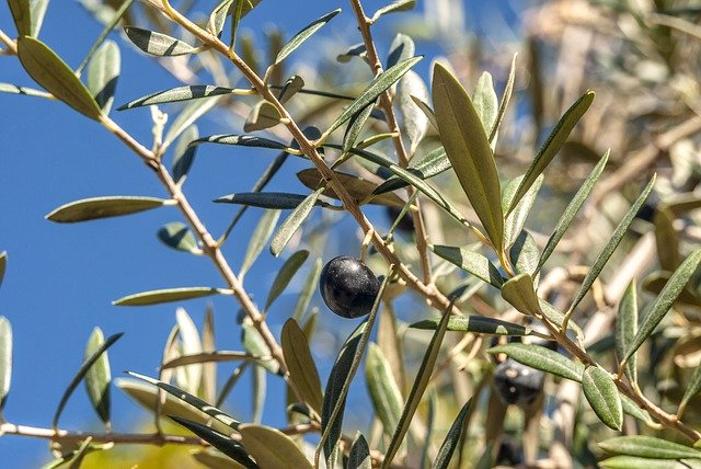 Free download Olive Green Food -  free photo or picture to be edited with GIMP online image editor