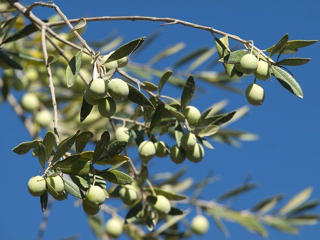 Free download Olives Green Blue -  free photo or picture to be edited with GIMP online image editor