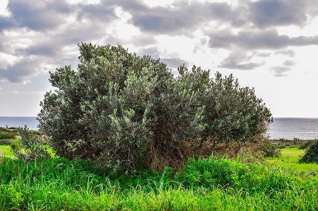 Free download Olive Tree Meadow Landscape -  free photo or picture to be edited with GIMP online image editor