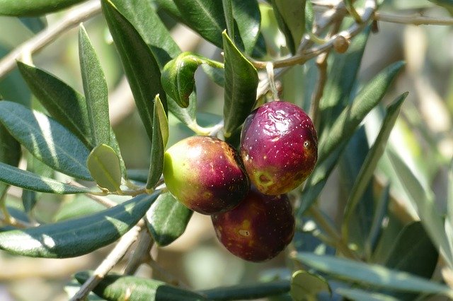 Free download Olive Tree Mediterranean -  free photo or picture to be edited with GIMP online image editor