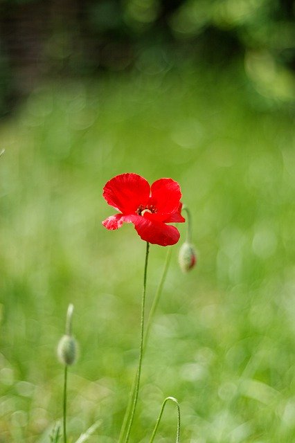 Free download One Flower Red Poppy Spring -  free photo or picture to be edited with GIMP online image editor