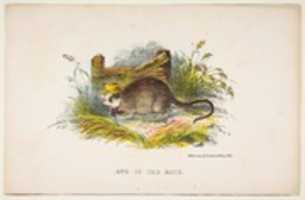 Free download One of the Rats, from The Comic Natural History of the Human Race free photo or picture to be edited with GIMP online image editor