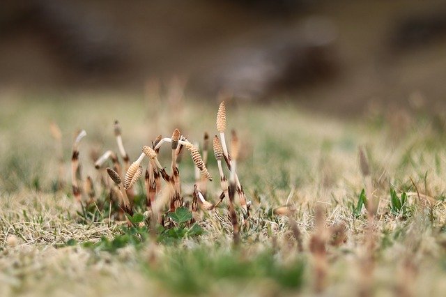 Free download One Spring Horsetail -  free photo or picture to be edited with GIMP online image editor