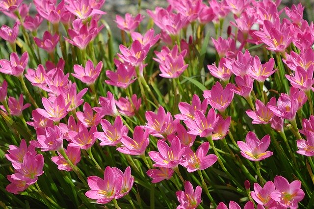 Free download Onion Blue Lycoris Radiata Section -  free photo or picture to be edited with GIMP online image editor