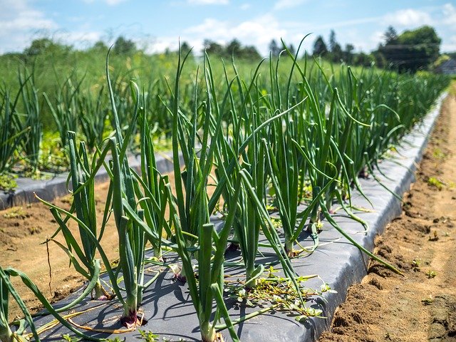 Muat turun percuma Onion Farm Food - foto atau gambar percuma untuk diedit dengan editor imej dalam talian GIMP