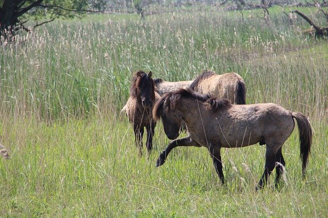 Free download Oostvaardersplassen Wild Horses -  free photo or picture to be edited with GIMP online image editor