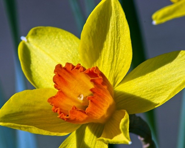 Free download Orange And Yellow Jonquil Garden -  free photo or picture to be edited with GIMP online image editor