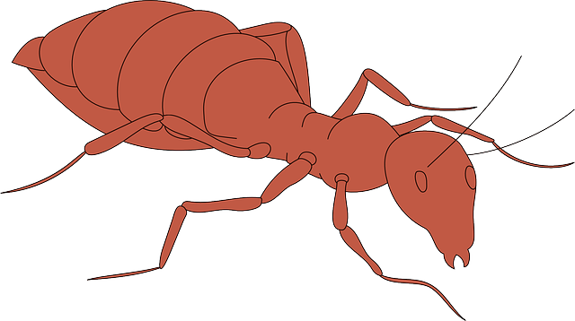 Free download Orange Ant Body - Free vector graphic on Pixabay free illustration to be edited with GIMP free online image editor