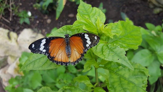 Free download Orange Black Butterfly -  free photo or picture to be edited with GIMP online image editor