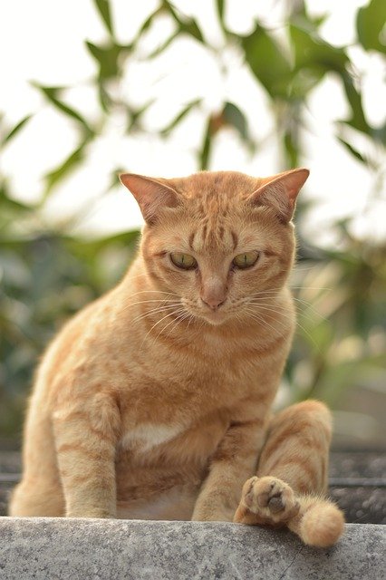 Free download Orange Cat Sitting By Looking Down -  free photo or picture to be edited with GIMP online image editor