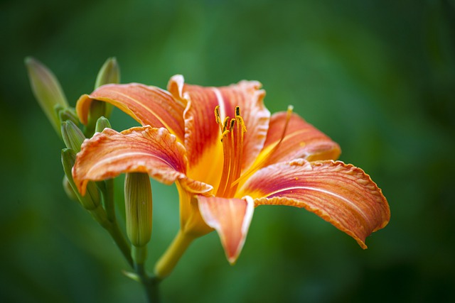 Free download orange day lily flower plant petals free picture to be edited with GIMP free online image editor