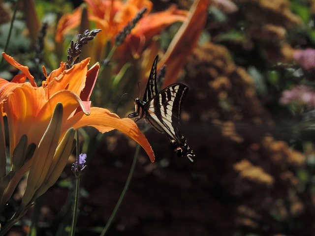 Free download Orange Daylily Outdoor -  free photo or picture to be edited with GIMP online image editor