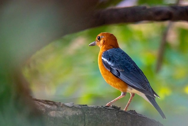 Free download orange headed thrush bird animal free picture to be edited with GIMP free online image editor