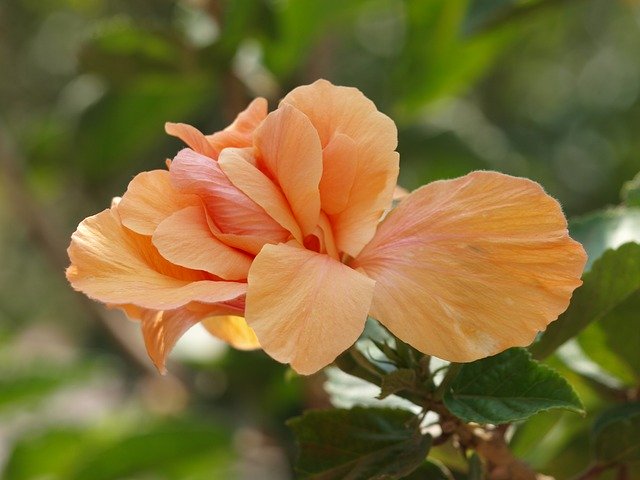 Free download Orange Hibiscus -  free photo or picture to be edited with GIMP online image editor