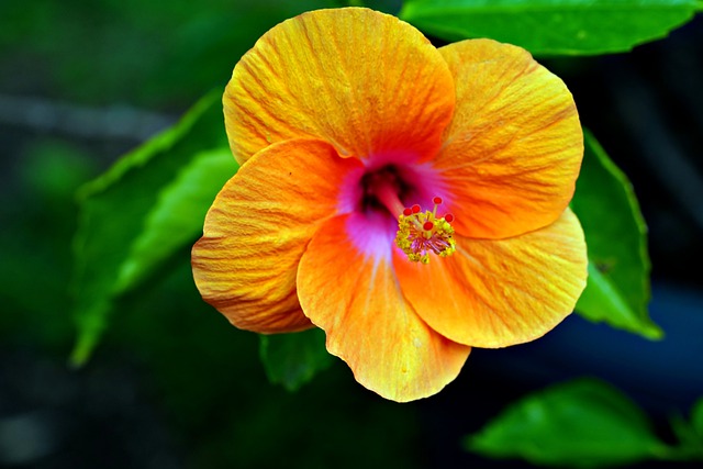 Free download orange hibiscus flora flower free picture to be edited with GIMP free online image editor